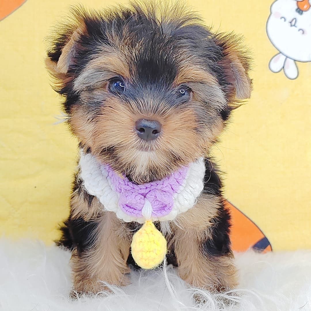 Yorkshire Terrier 约克夏