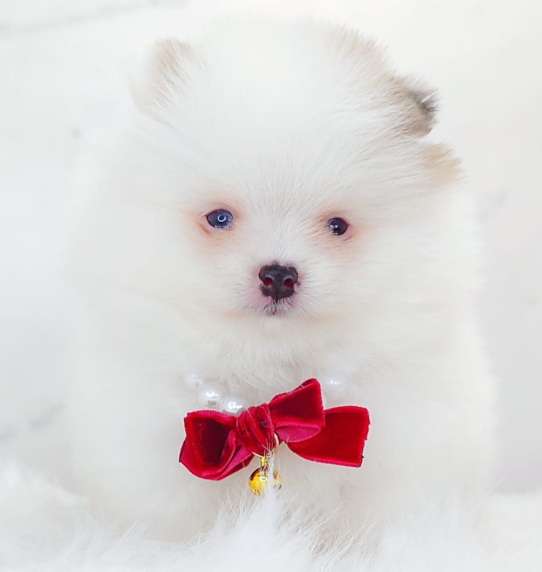 Pomeranian 博美