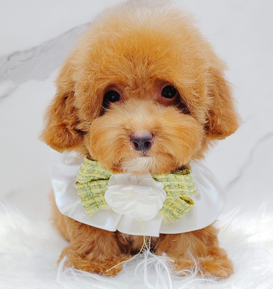 Poodle 娉拌开璐靛