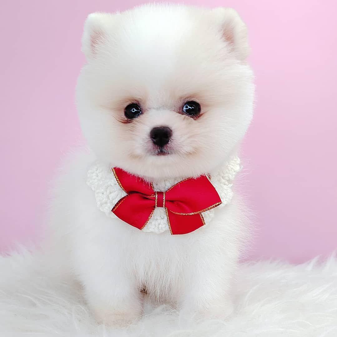 Pomeranian 博美