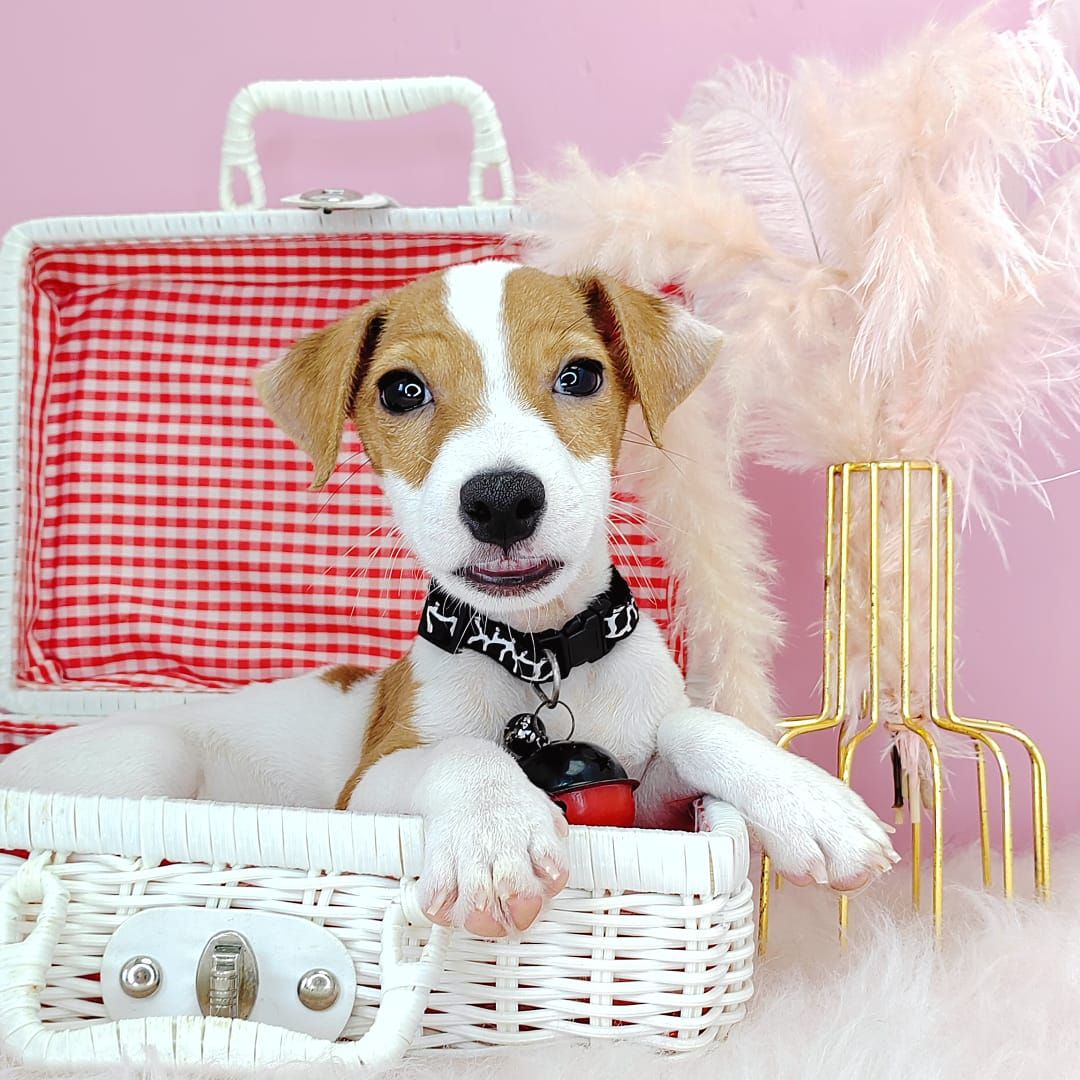 Jack Russell Terrier 杰克罗素梗