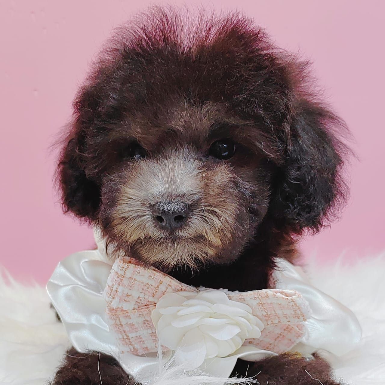 Poodle 璐靛娉拌开
