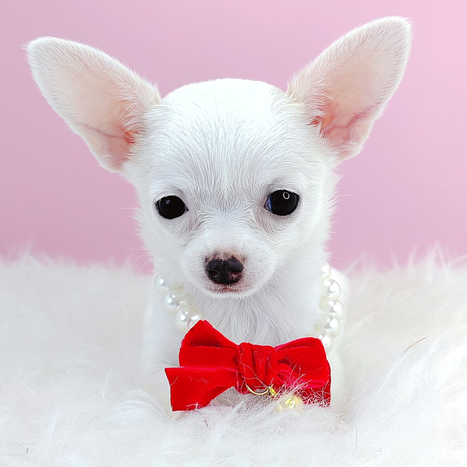 Chihuahua 吉娃娃