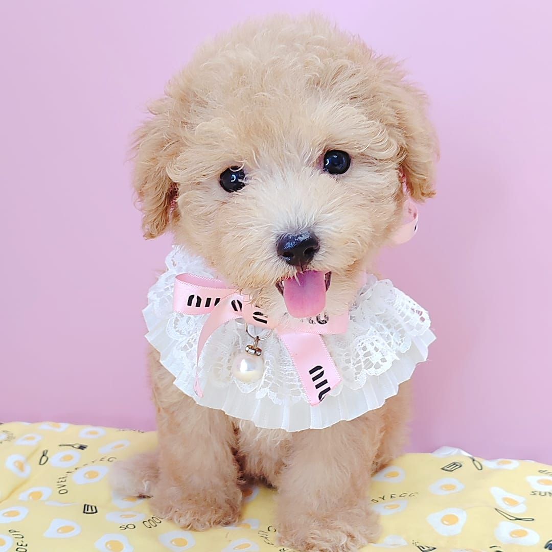 Poodle 娉拌开璐靛