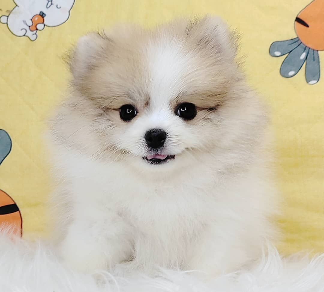Pomeranian 博美