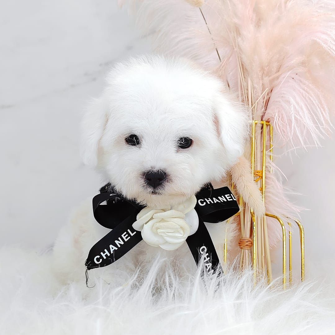 Maltipoo 马尔泰迪