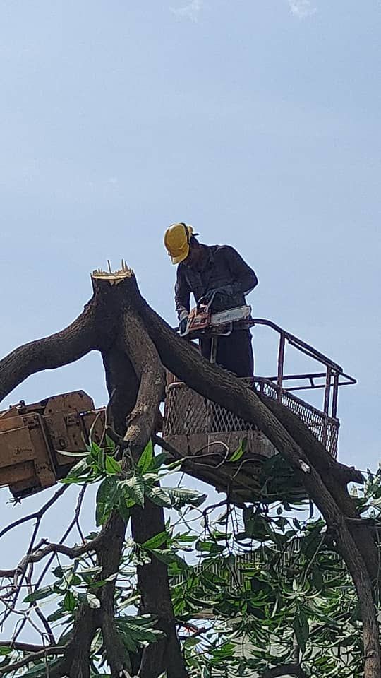 SERVICE PEMOTONGAN POKOK / CUTTING TREE SERVICE