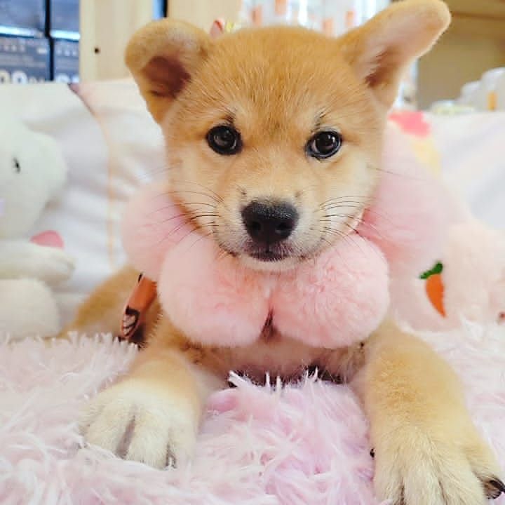 Shiba inu 柴犬