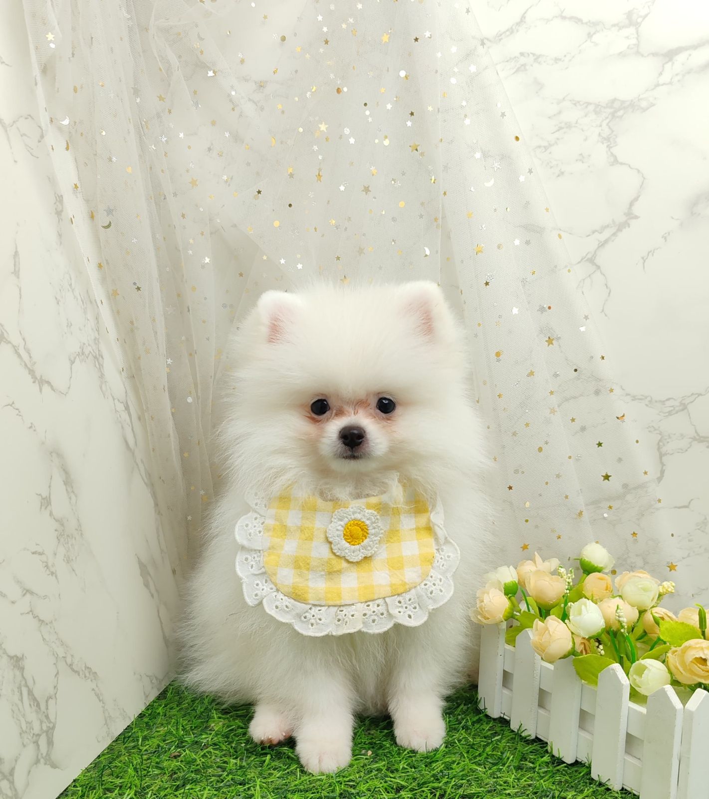 Pomeranian 博美