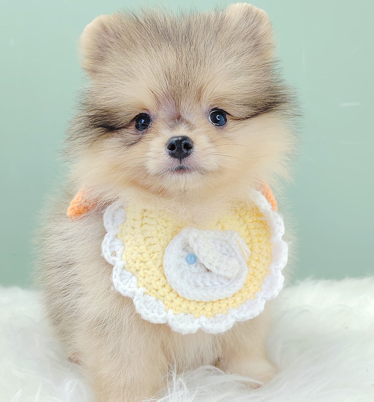 Pomeranian 博美