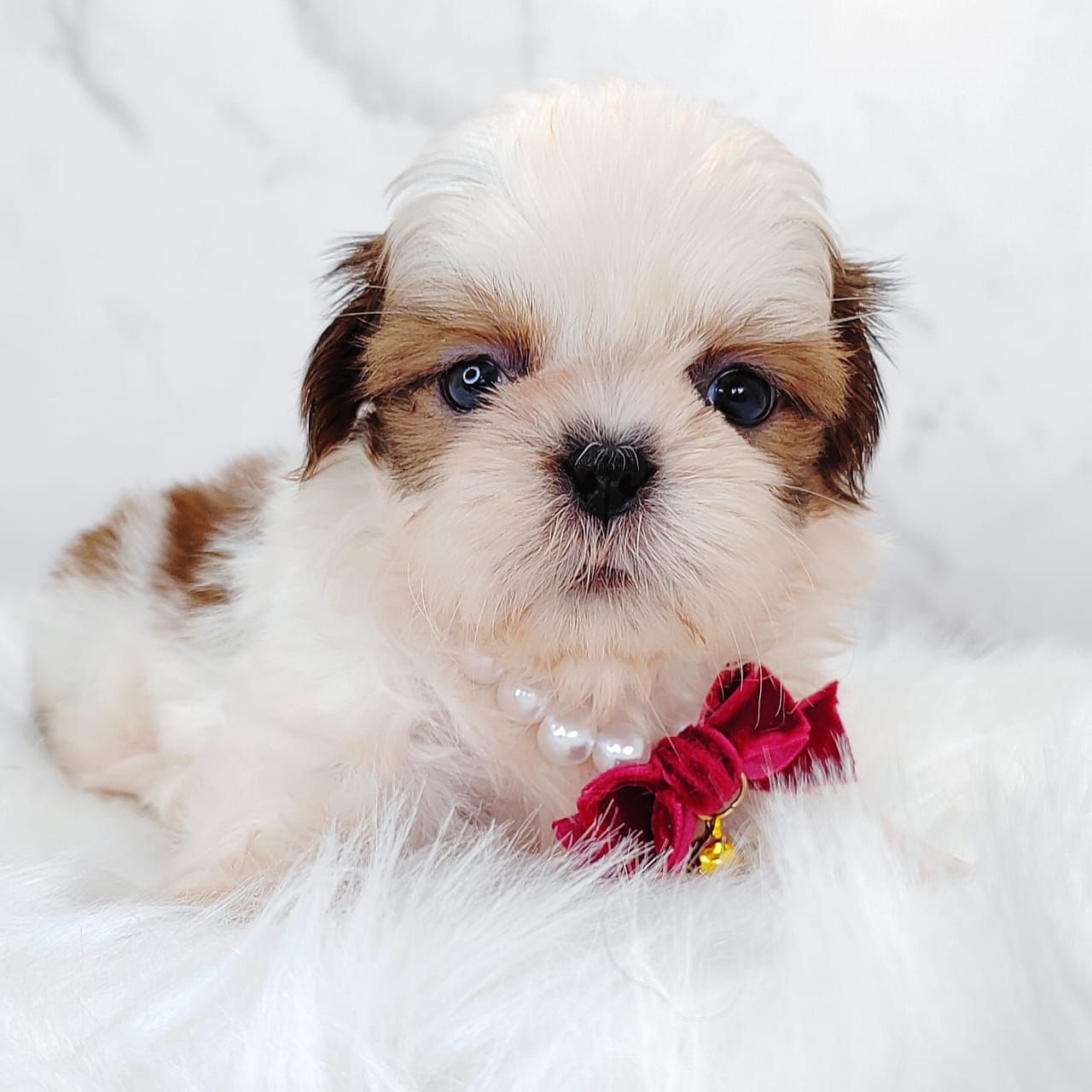 Shih Tzu 西施
