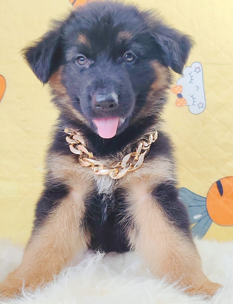 German Shepherd 德国牧羊犬