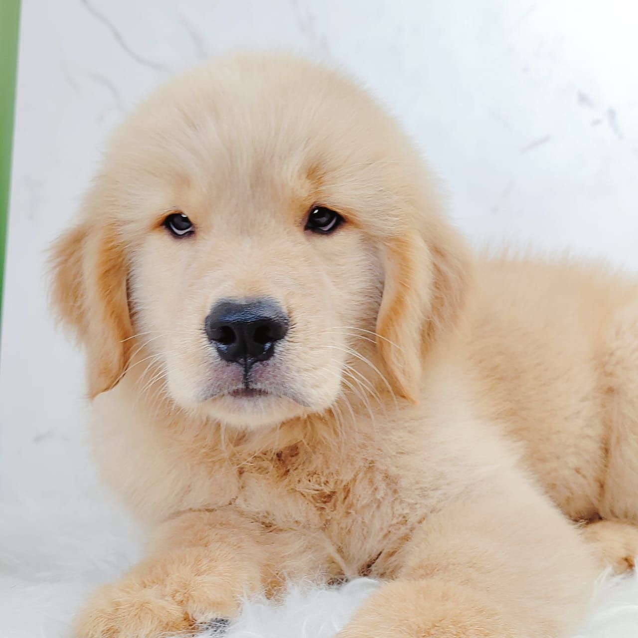 Golden Retriever 黄金猎犬