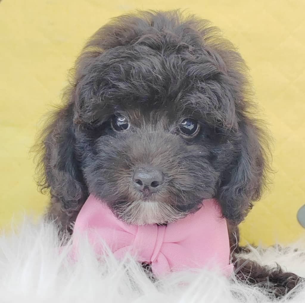 Poodle 娉拌开璐靛