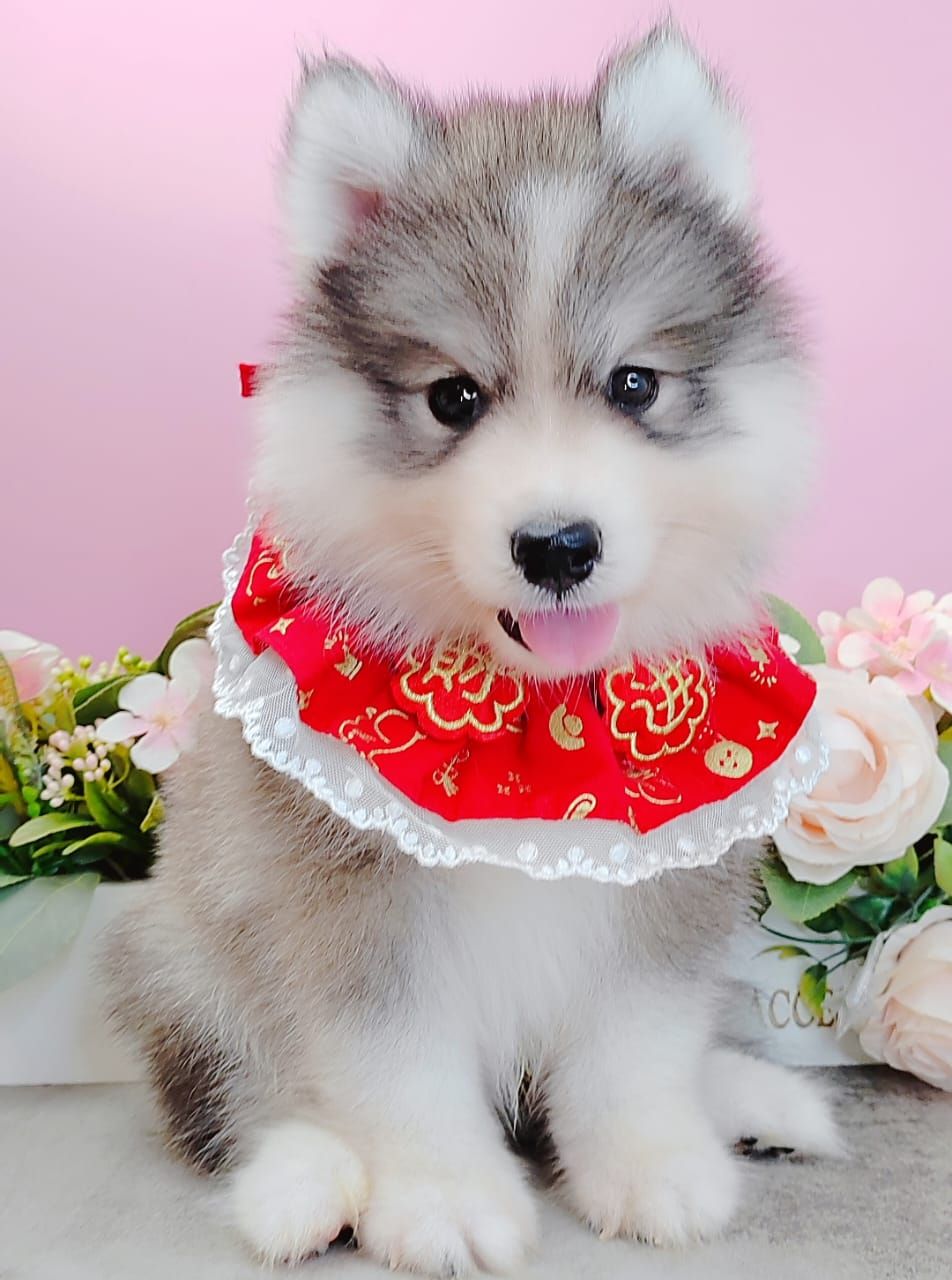 Pomsky 博士奇