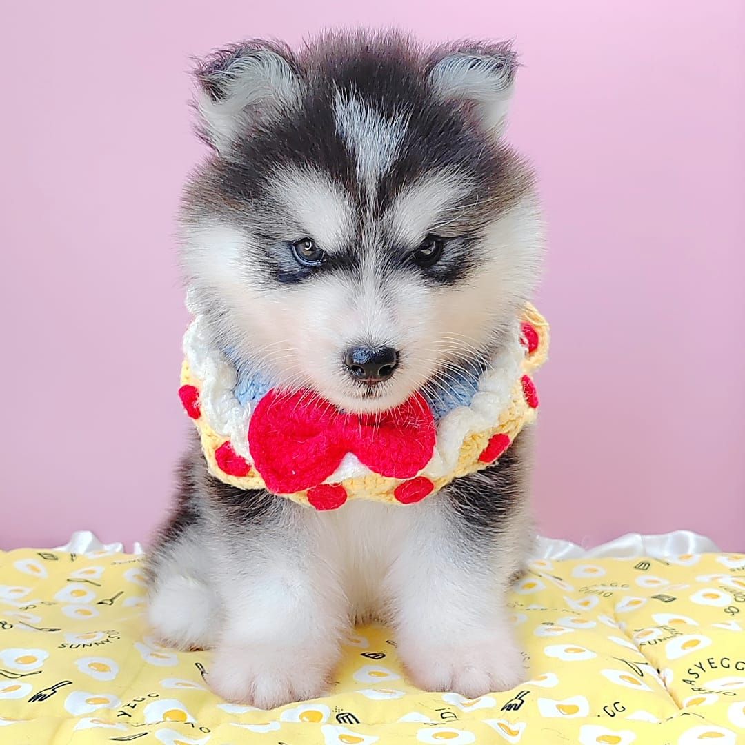 Wooly Husky 哈士奇