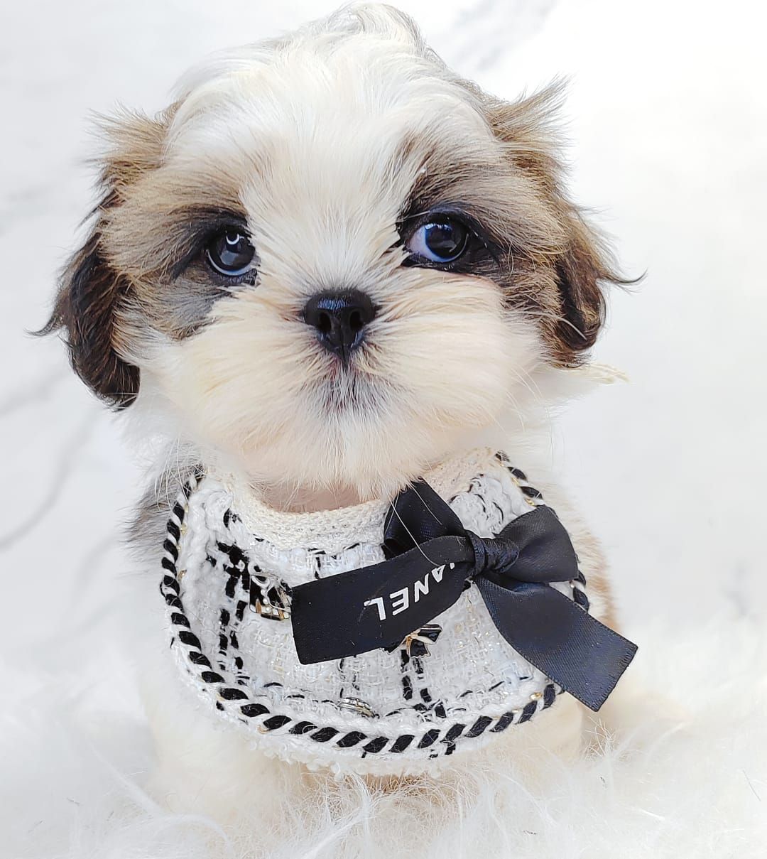 Shih Tzu 西施