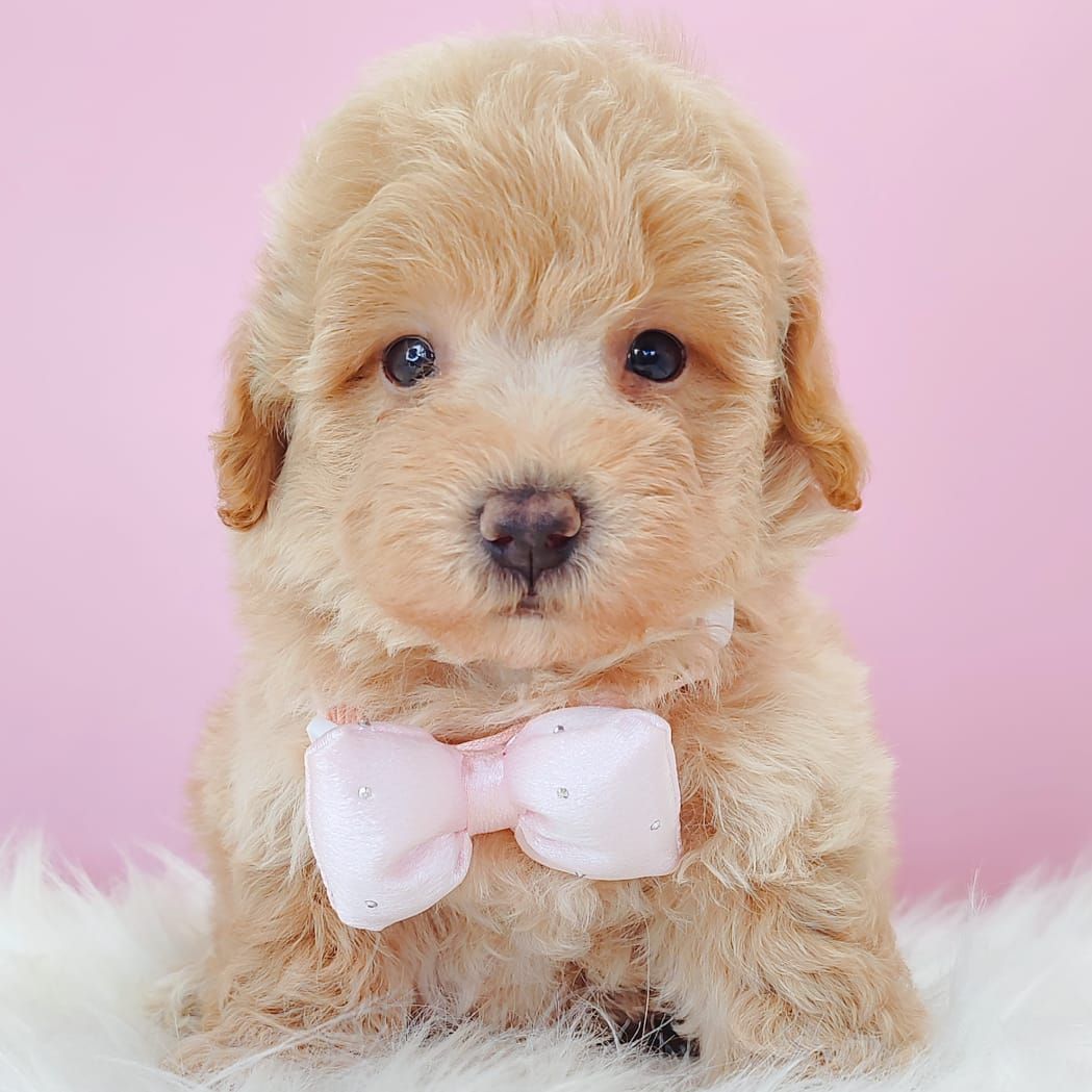 Maltipoo 马尔泰迪