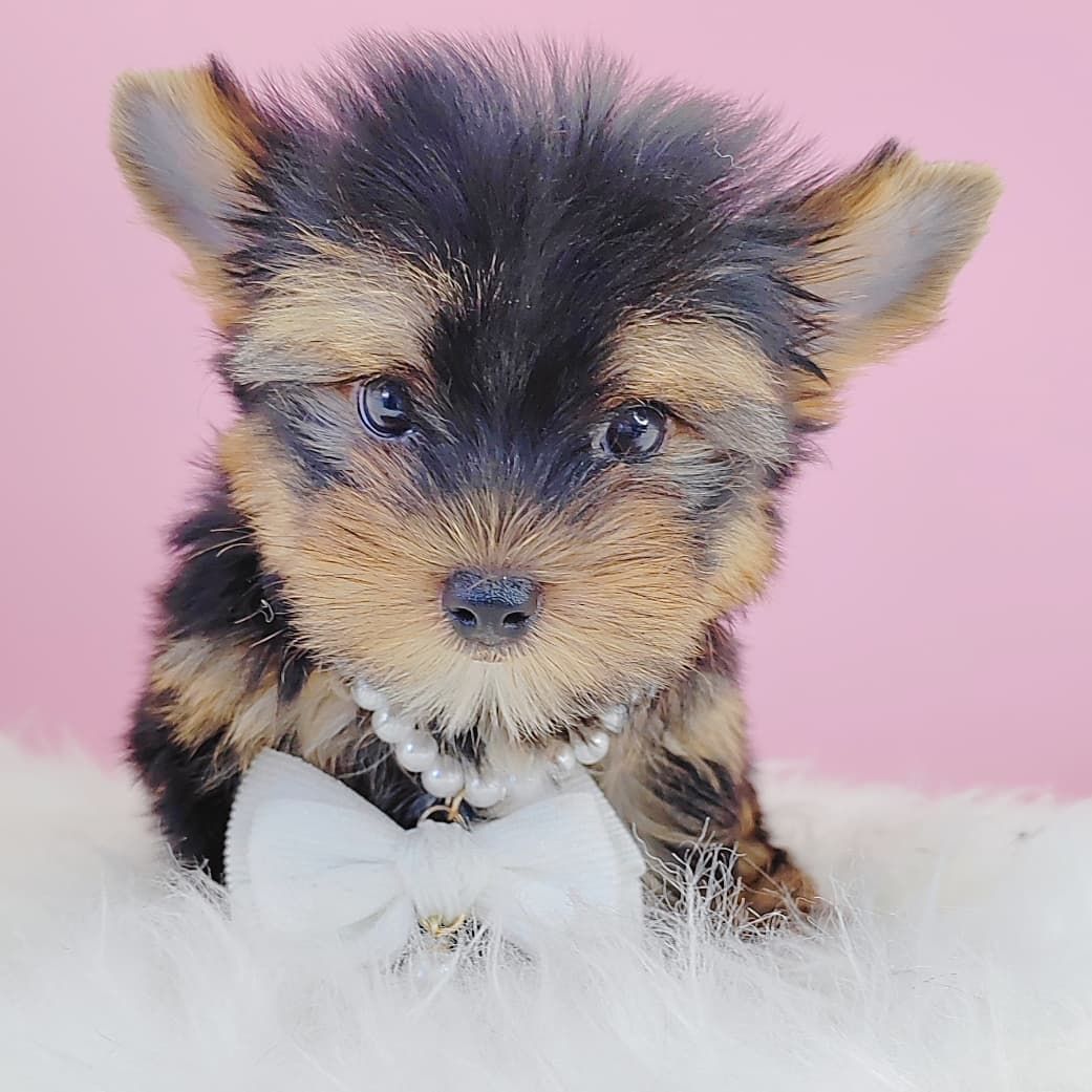 Yorkshire Terrier 约克夏