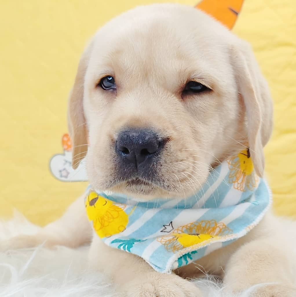 Labrador Retriever 拉布拉多