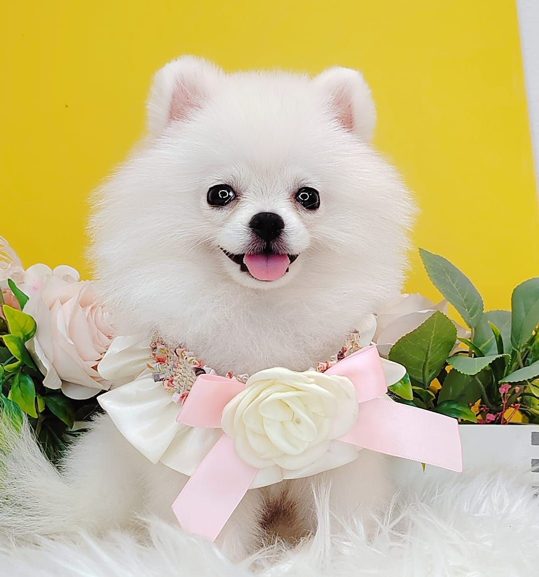 Pomeranian 博美