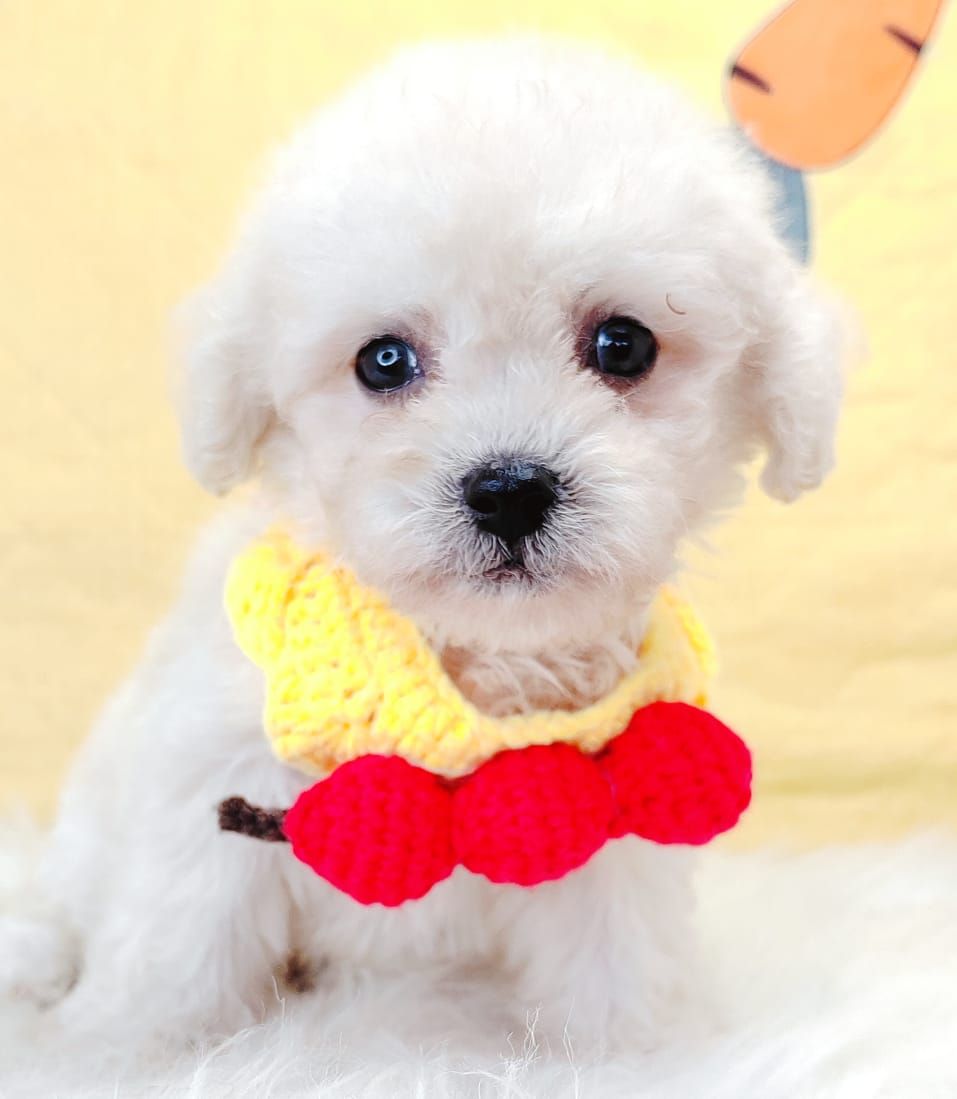 Poodle 娉拌开璐靛