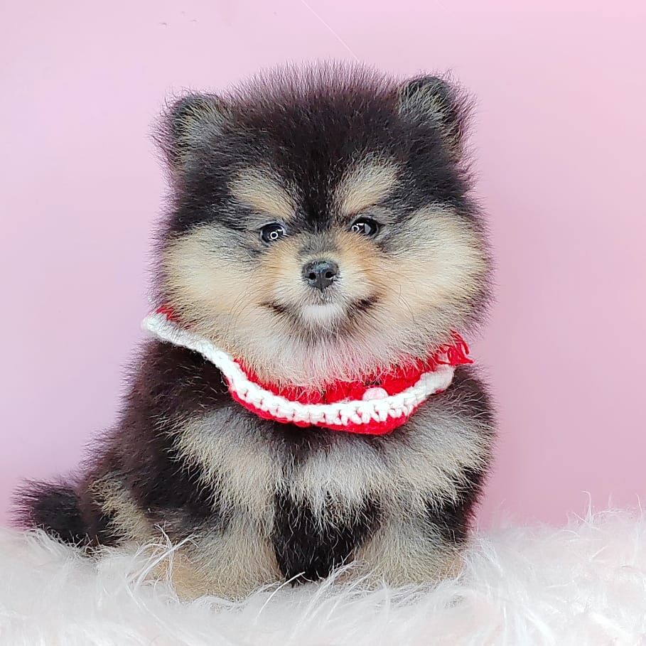 Pomeranian 博美