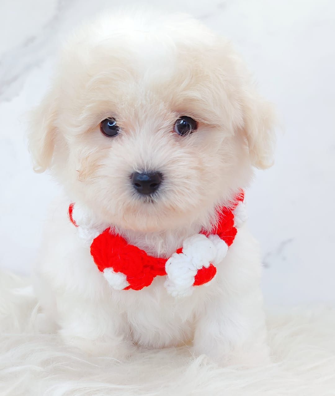 Maltipoo 马尔泰迪