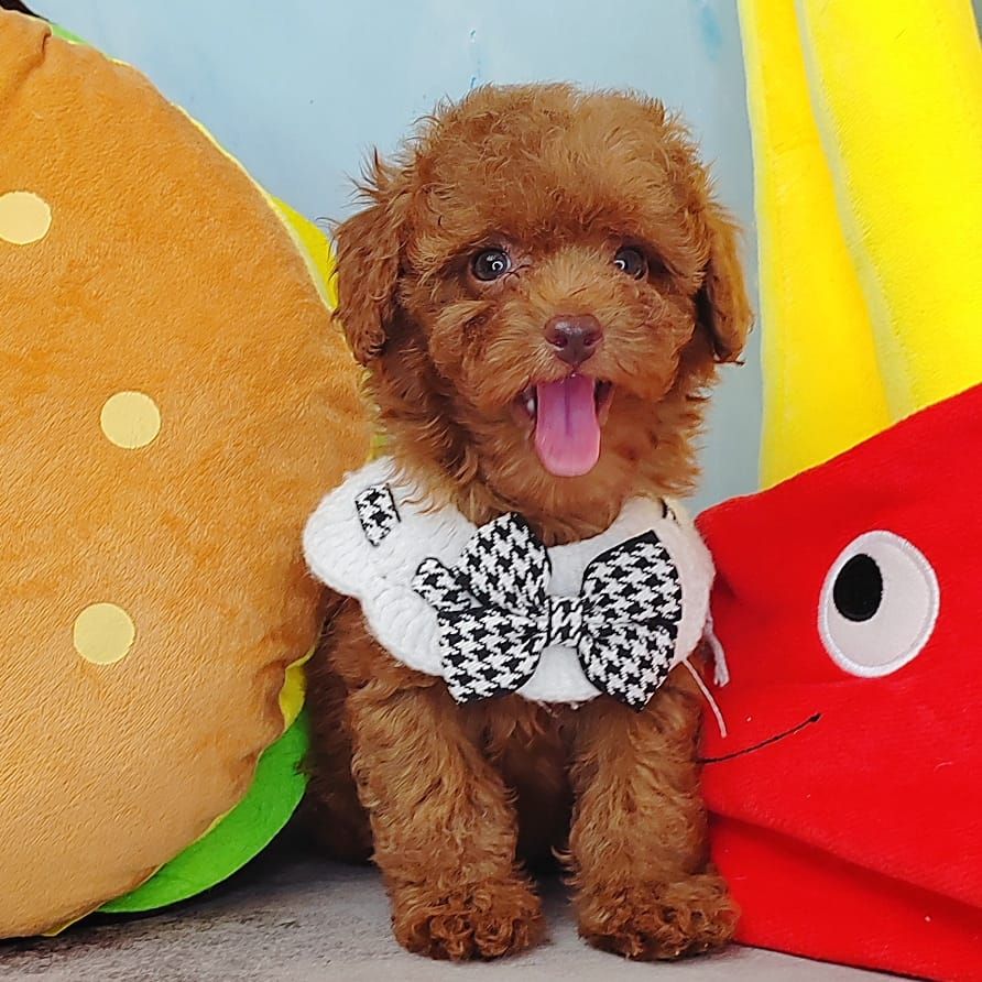 Poodle 娉拌开璐靛