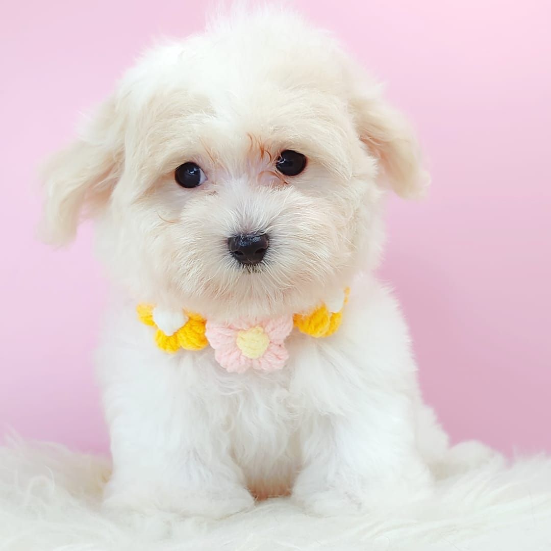 Maltipoo 马尔泰迪