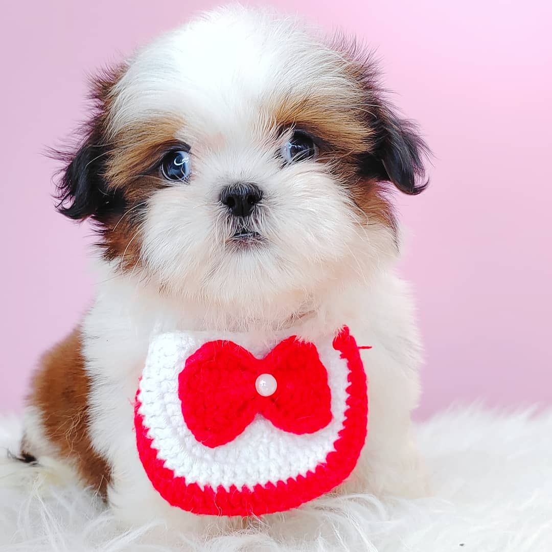 Shih Tzu 西施