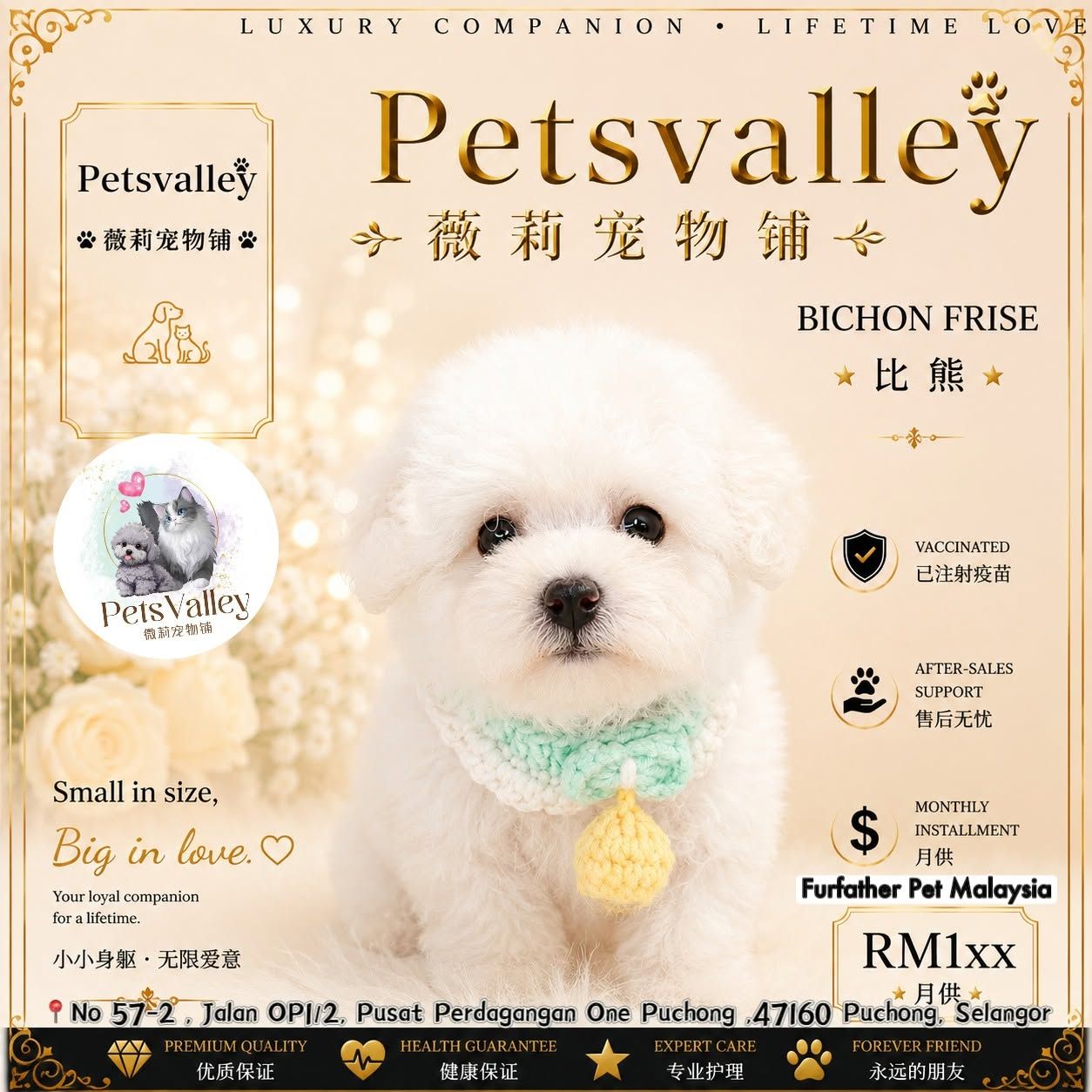 Bichon Frise 比熊