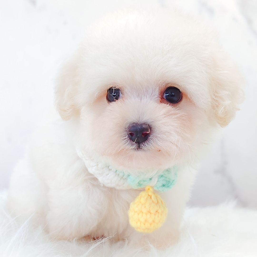 Bichon Frise 比熊