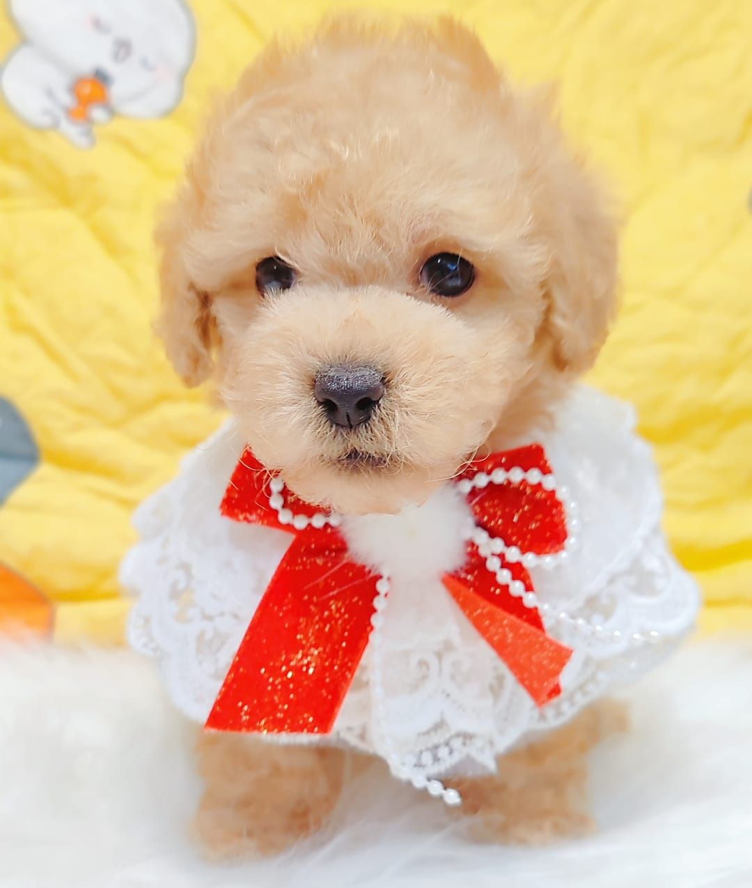 Poodle 娉拌开璐靛