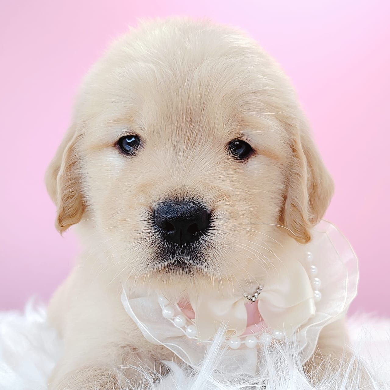 Golden Retriever 黄金猎犬