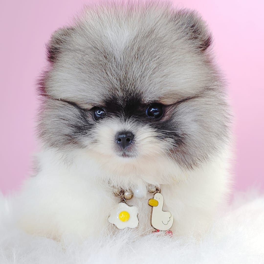 Pomeranian 博美