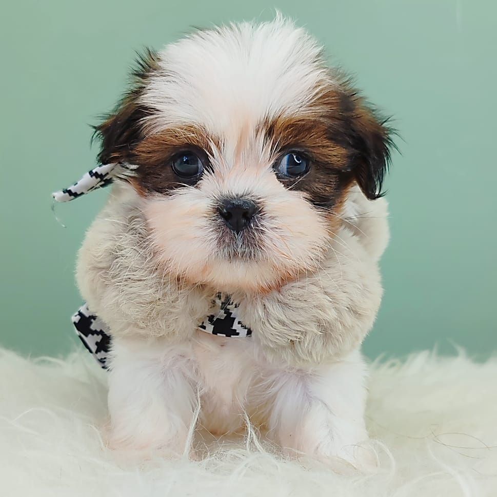 Shih Tzu 西施