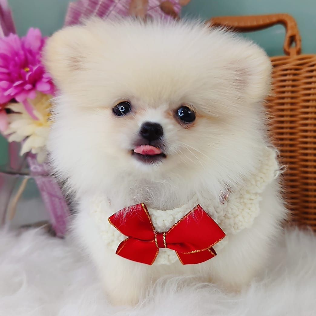 Pomeranian 博美