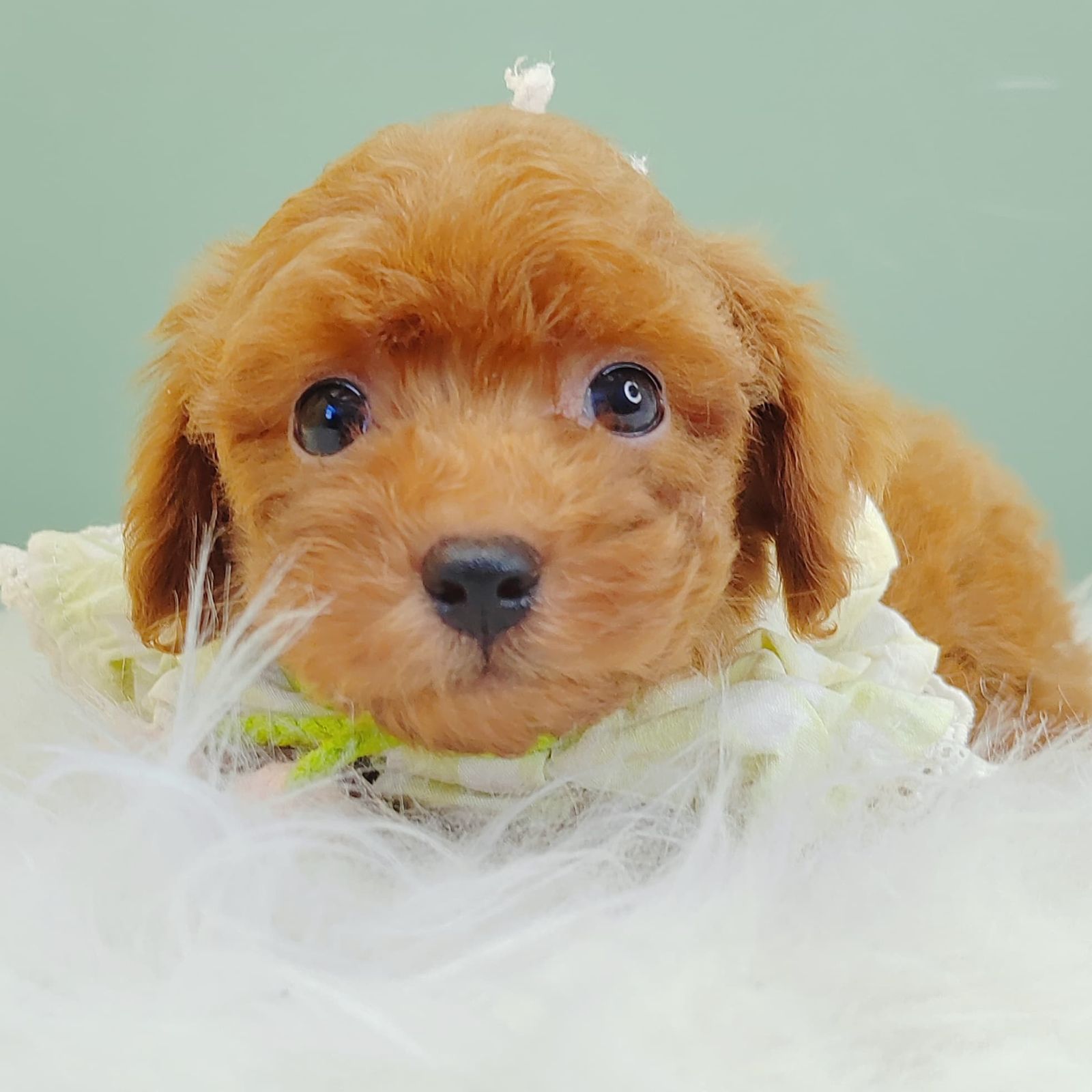 Poodle 璐靛娉拌开