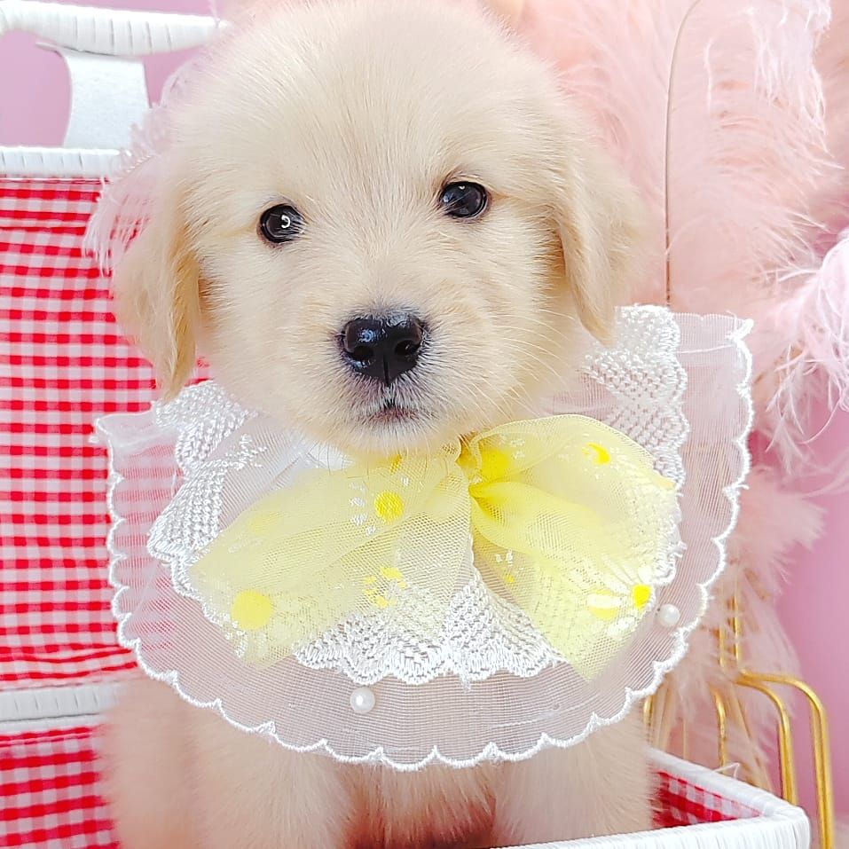 Golden Retriever 黄金猎犬