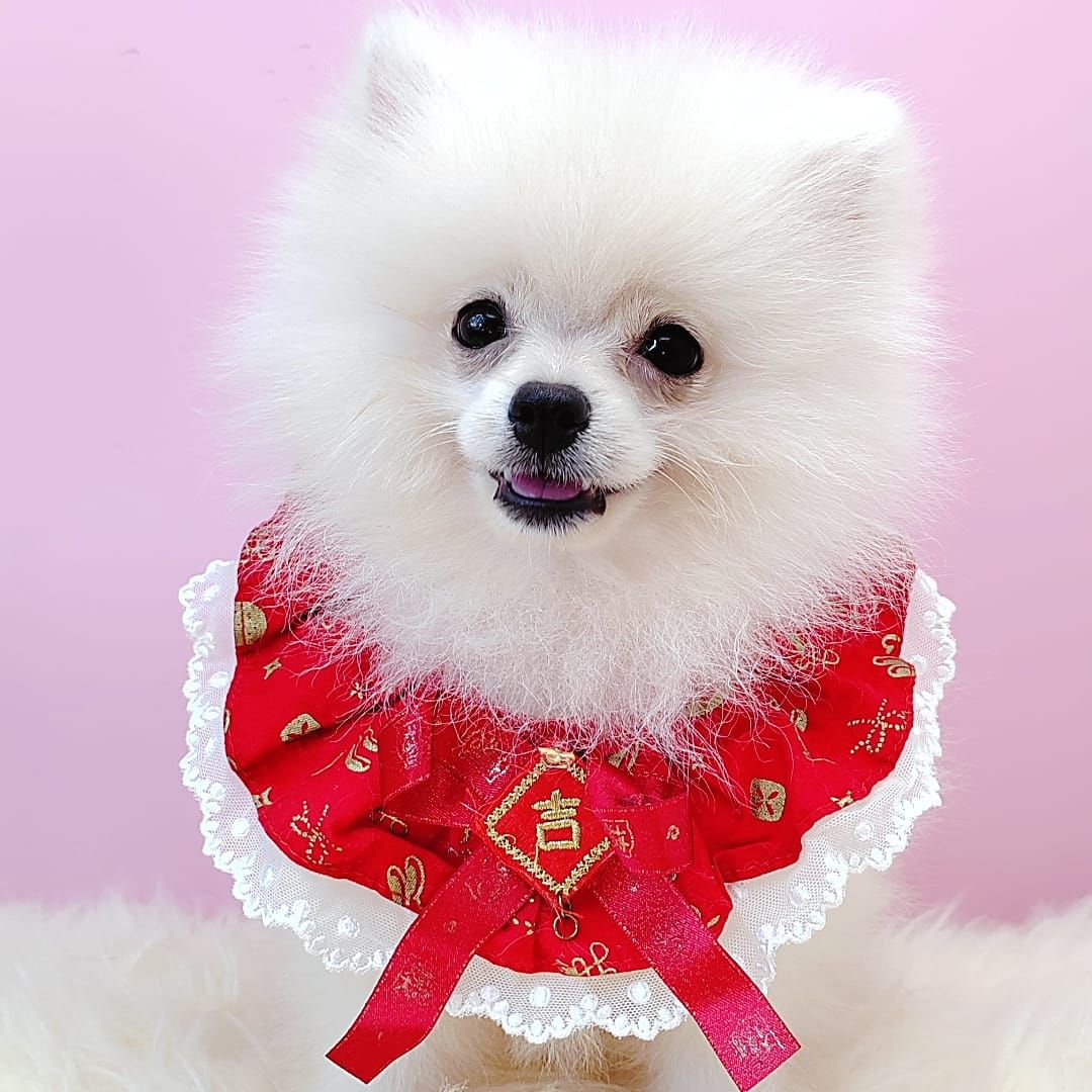  Pomeranian 博美