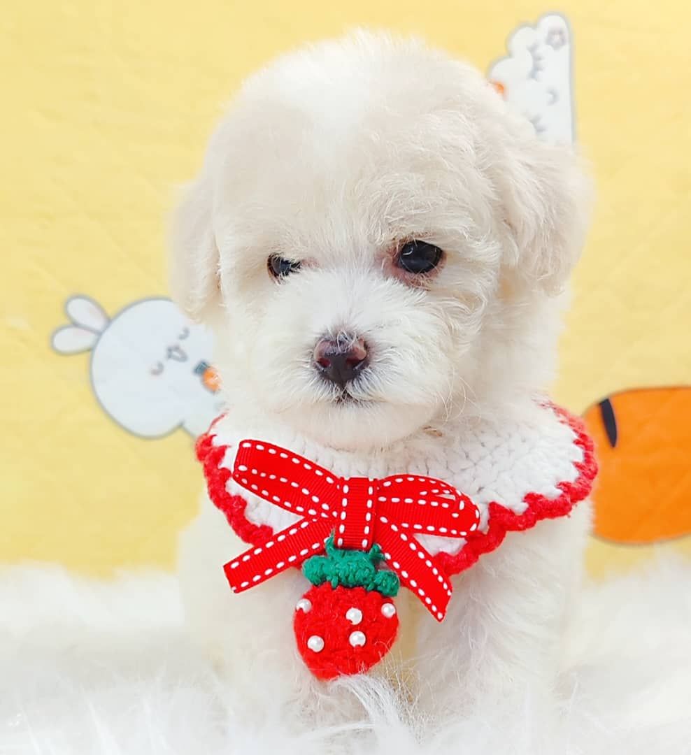 Maltipoo 马尔泰迪