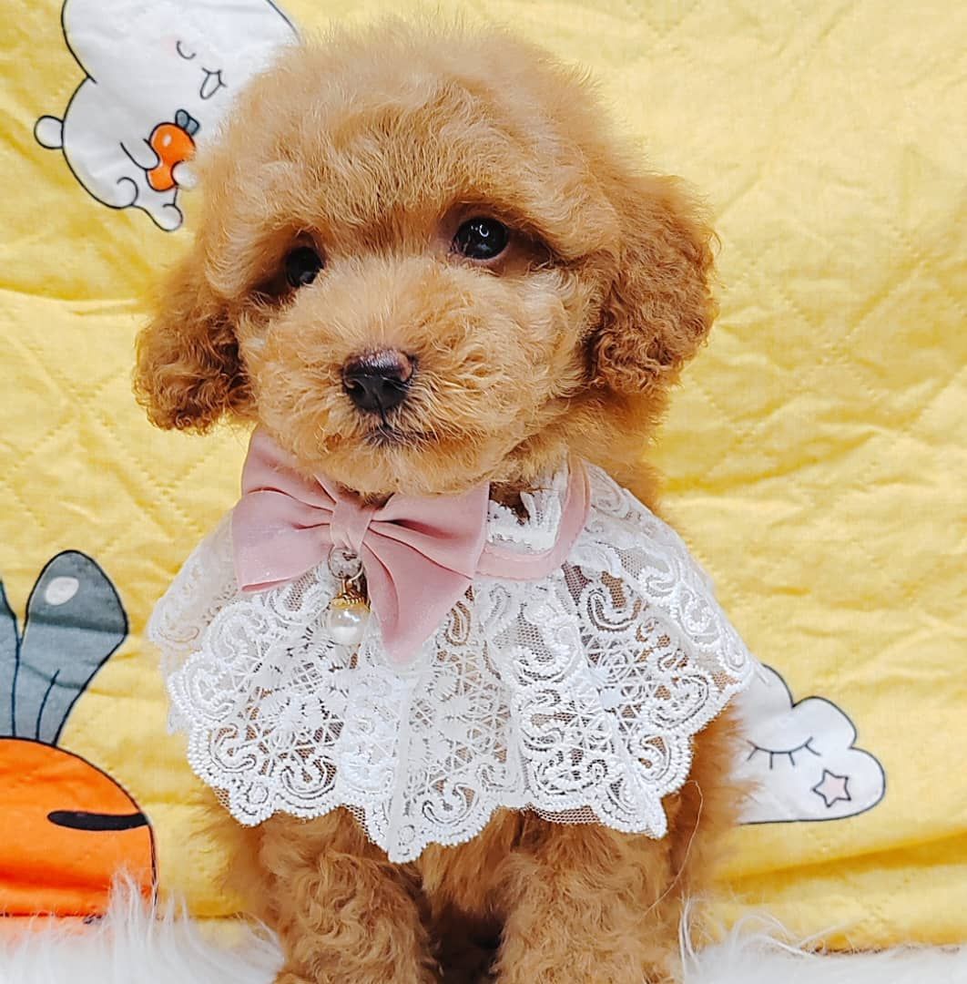 Poodle 娉拌开璐靛