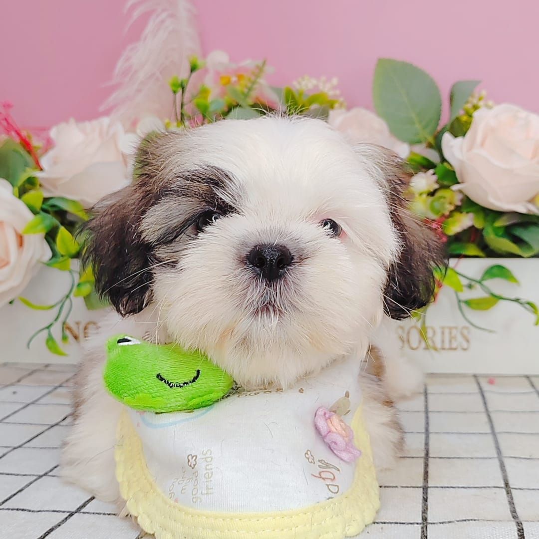 Shih Tzu 西施