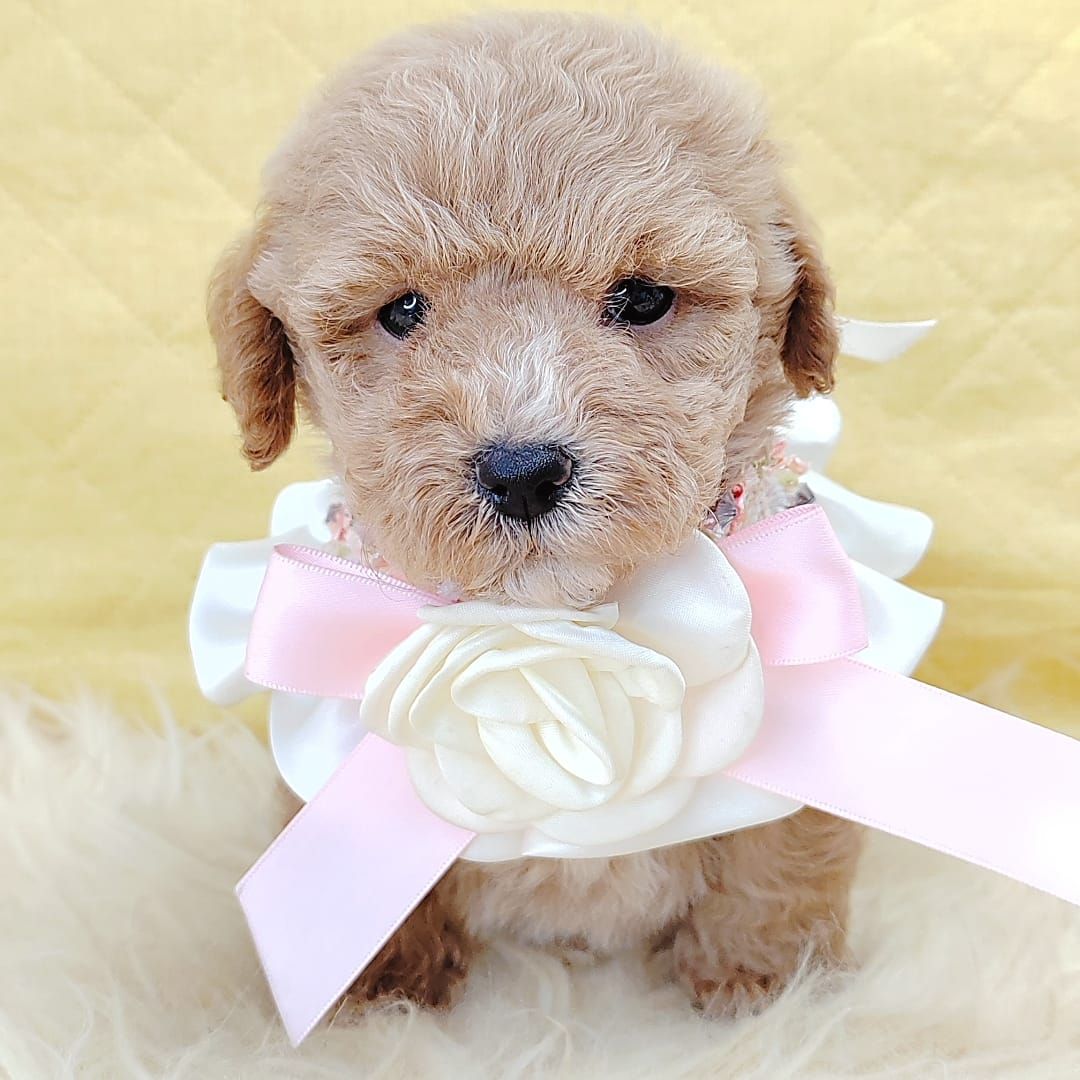 Poodle 娉拌开璐靛