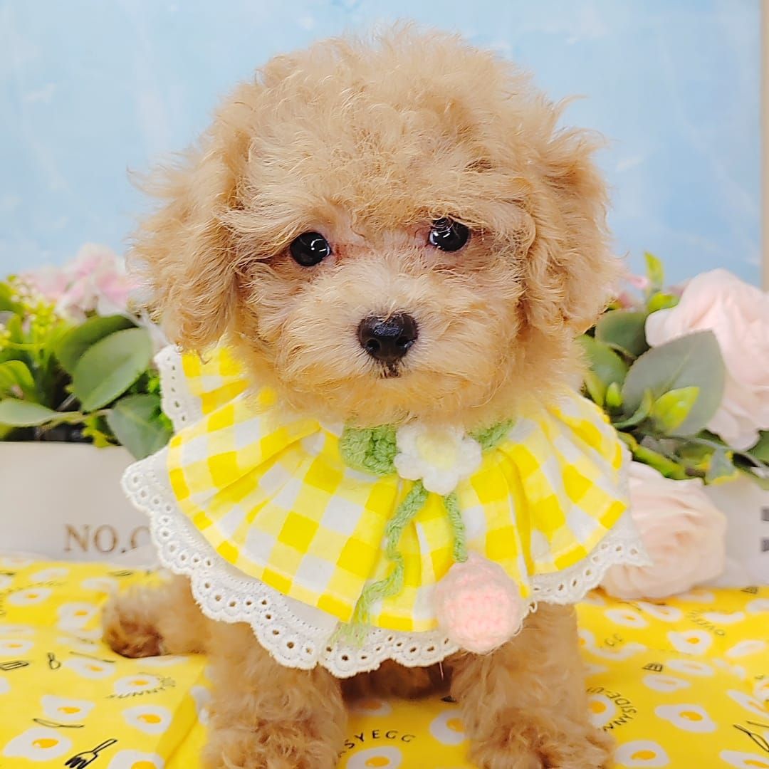 Poodle 娉拌开璐靛