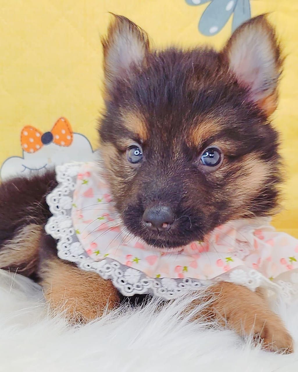 German Shepherd 德国牧羊犬