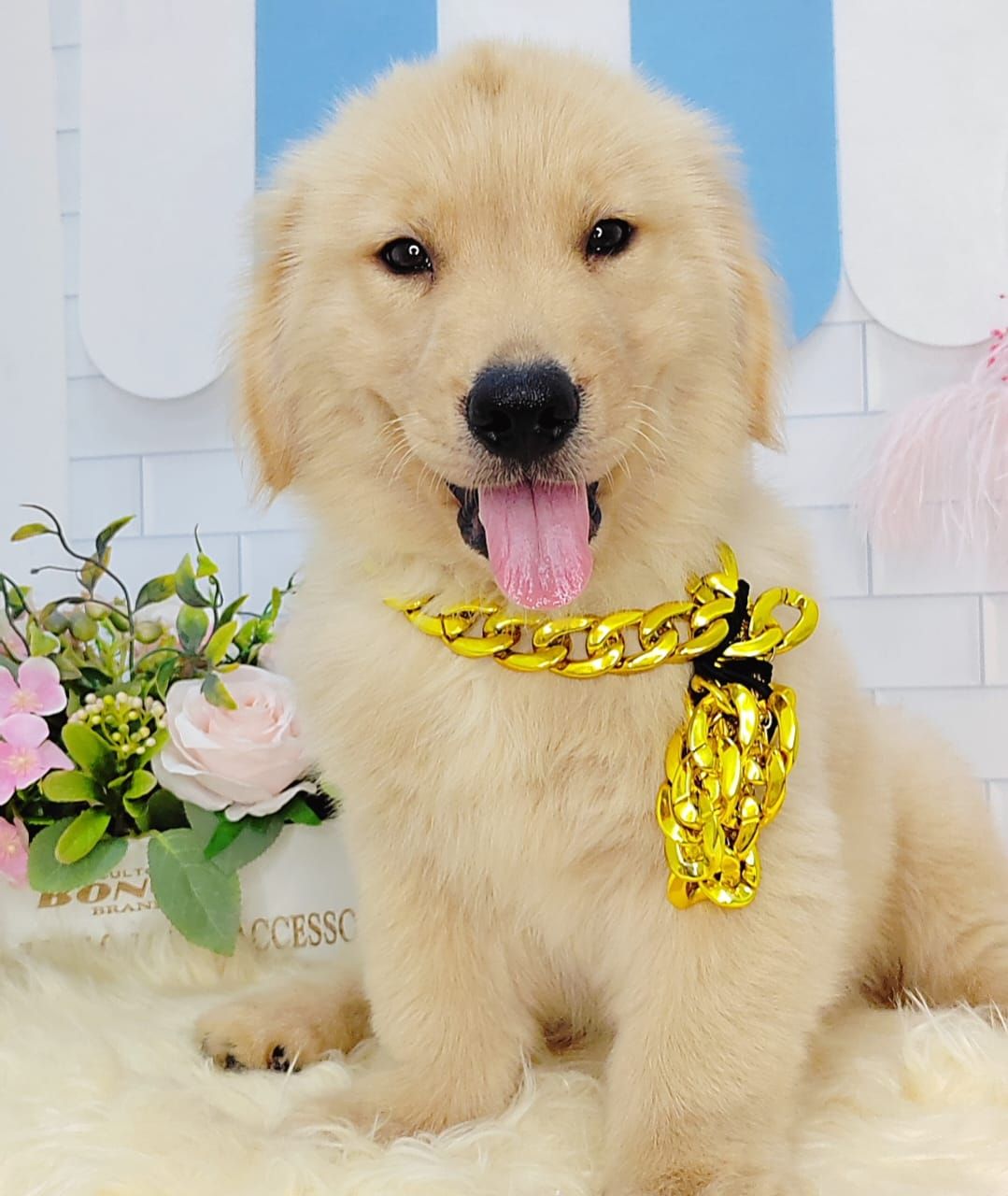 Golden Retriever 黄金猎犬