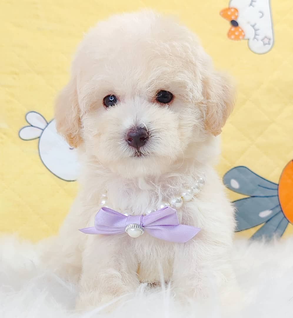 Maltipoo 马尔泰迪