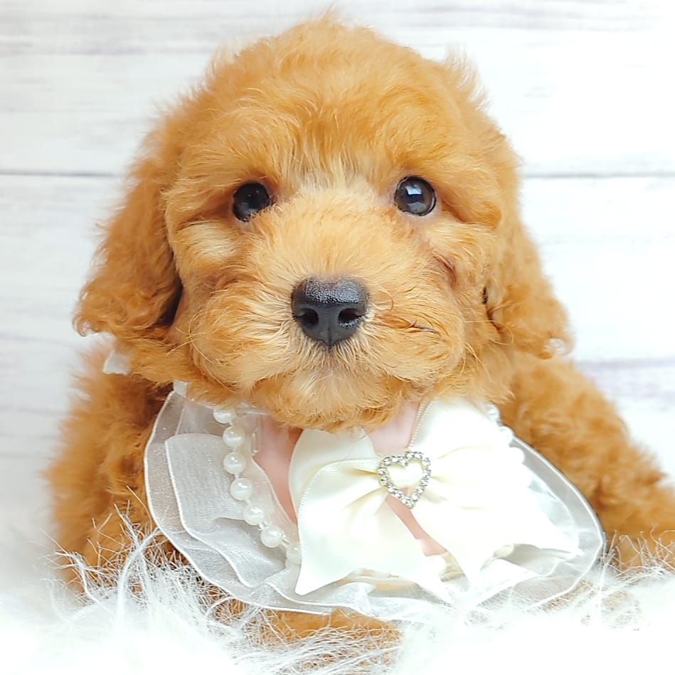 Poodle 娉拌开璐靛